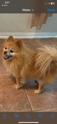Lost Male Dog last seen Blackhawk @ kirkville dr., Houston, TX 77089