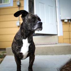 Lost Male Dog last seen 17th and Peoria, Aurora, CO 80010