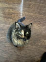 Lost Female Cat last seen harrison st, Riverside, CA 92503