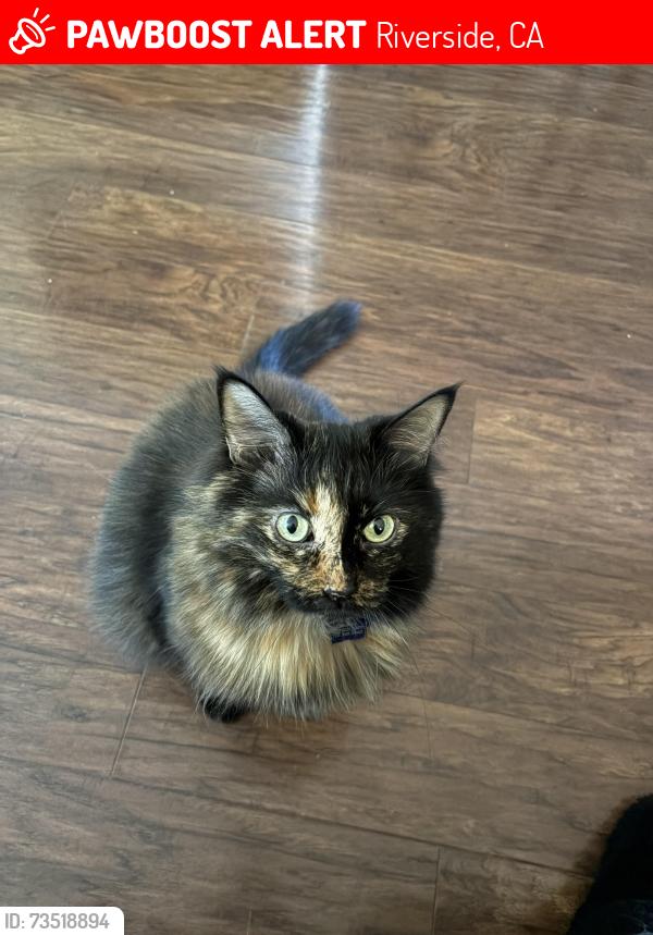 Lost Female Cat last seen harrison st, Riverside, CA 92503
