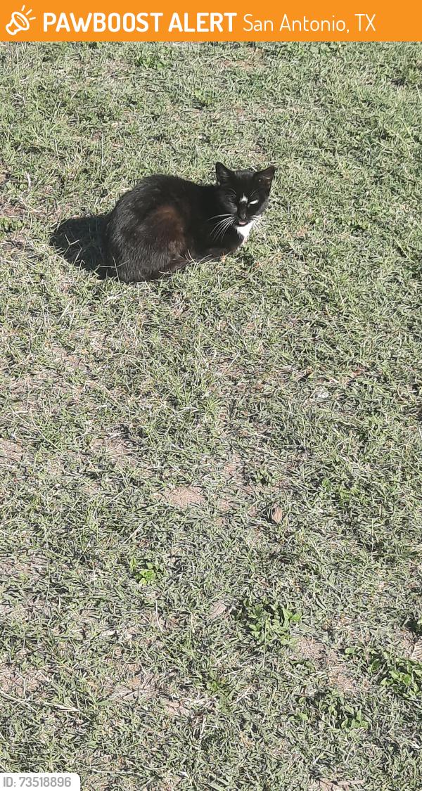 Found/Stray Unknown Cat last seen Calaveras lake, San Antonio, TX 78263
