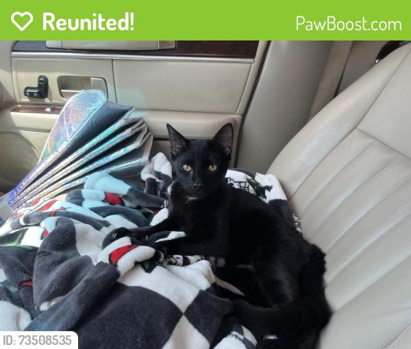 Reunited Male Cat last seen N Main St, Mansfield, TX 76063