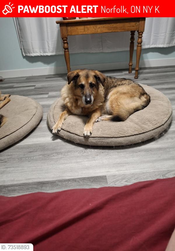 Lost Male Dog last seen Between Nixon Rd and East Quarter Line on Windham Rd 12 or Harmony Rd. Simcoe, Norfolk, ON N3Y 4K6