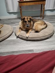 Lost Male Dog last seen Between Nixon Rd and East Quarter Line on Windham Rd 12 or Harmony Rd. Simcoe, Norfolk, ON N3Y 4K6