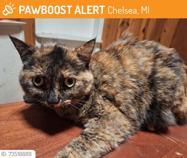 Found/Stray Unknown Cat last seen Sibley rd chelsea mi, Chelsea, MI 48118