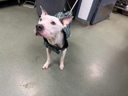 Shelter Stray Male Dog last seen Near Bristol Street, BROOKLYN, NY, 11212, 326 E 110th St, New York, NY 10029, USA