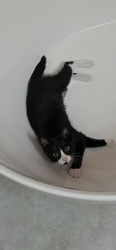Lost Male Cat last seen Upper room church at 214th street Sw in Brier, Brier, WA 98036