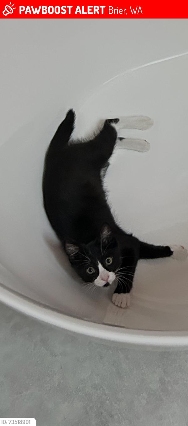 Lost Male Cat last seen Upper room church at 214th street Sw in Brier, Brier, WA 98036
