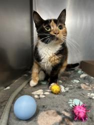 Shelter Stray Female Cat last seen Near Fort Independence Street, BRONX, NY, 10463, 326 E 110th St, New York, NY 10029, USA