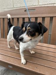Shelter Stray Female Dog last seen Near 2nd Avenue, Manhattan, NY, 10065, 326 E 110th St, New York, NY 10029, USA