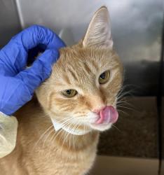 Shelter Stray Female Cat last seen Near Davidson Avenue, BRONX, NY, 10453, 326 E 110th St, New York, NY 10029, USA