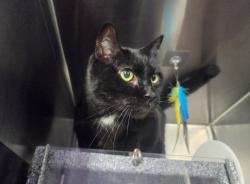 Shelter Stray Female Cat last seen Near E 169th Street, BRONX, NY, 10452, 326 E 110th St, New York, NY 10029, USA