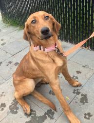 Shelter Stray Female Dog last seen Near Pindell Road, LOTHIAN, MD, 20711, 411 Maxwell Frye Rd, Millersville, MD 21108, USA