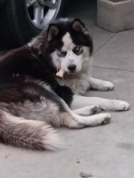 Lost Male Dog last seen Wilmington and Santa Ana, Los Angeles, CA 90059