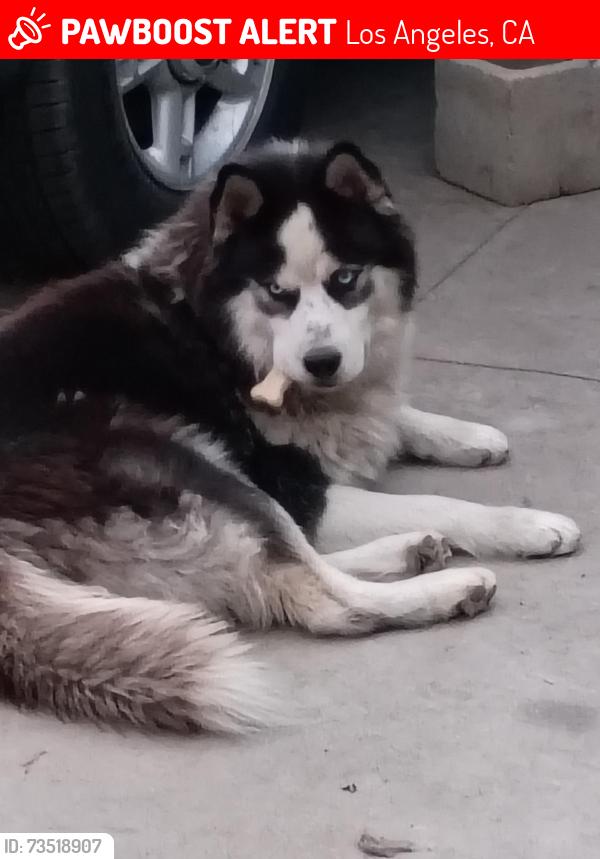Lost Male Dog last seen Wilmington and Santa Ana, Los Angeles, CA 90059