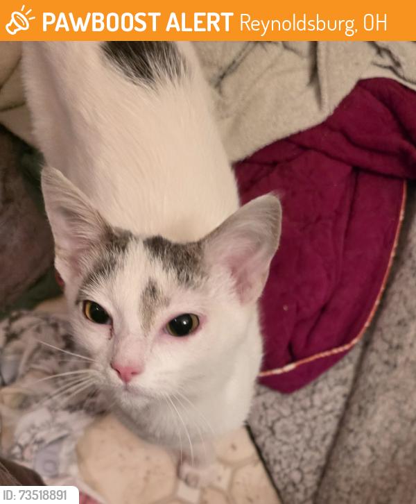 Found/Stray Unknown Cat last seen Rosehill and Red Fox rd, Reynoldsburg, OH 43068