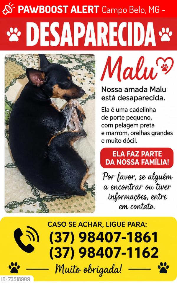 Lost Female Dog last seen Centro ermida, Campo Belo, MG 35505-000