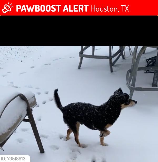 Lost Male Dog last seen Blackhawk @ kirkville dr., Houston, TX 77089