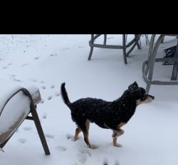 Lost Male Dog last seen Blackhawk @ kirkville dr., Houston, TX 77089