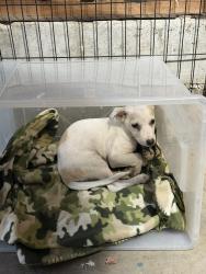 Found/Stray Unknown Dog last seen Andover Rd, El Cajon, El Cajon, CA 92019