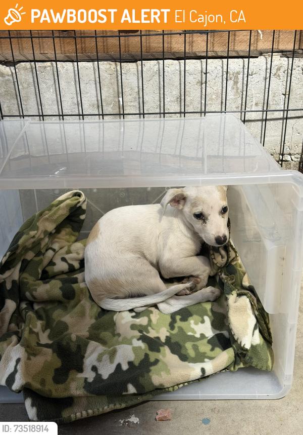 Found/Stray Unknown Dog last seen Andover Rd, El Cajon, El Cajon, CA 92019