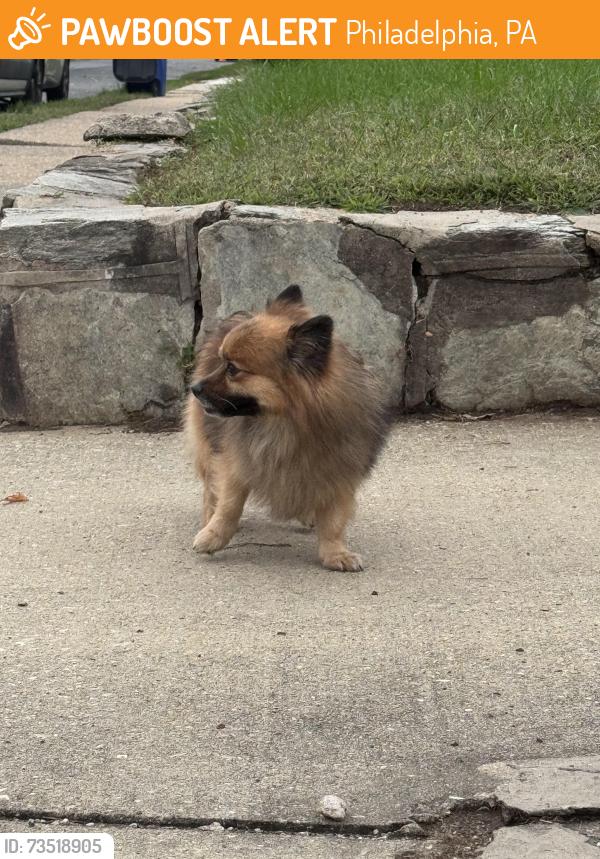 Found/Stray Unknown Dog last seen Large st, Philadelphia, PA 19149