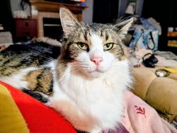 Lost Male Cat last seen Hawthorne at the Crossing, near 86th and Lafayette, Indianapolis, IN 46278