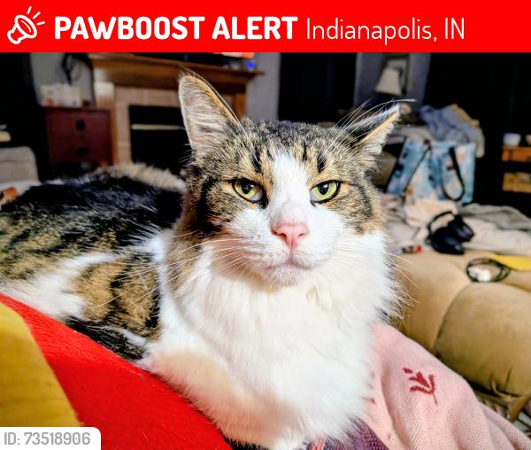 Lost Male Cat last seen Hawthorne at the Crossing, near 86th and Lafayette, Indianapolis, IN 46278