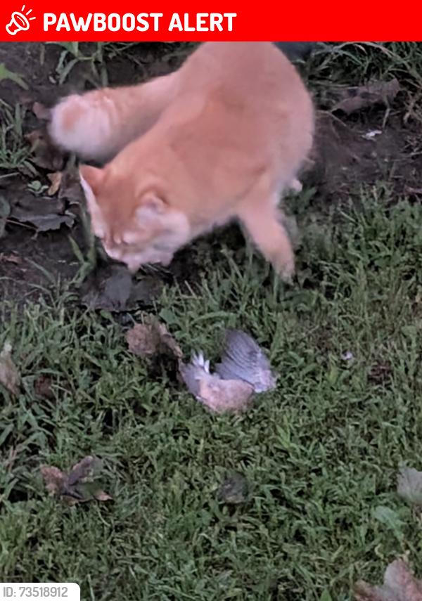 Lost Female Cat last seen Queenston, St. Catharines, ON L2R 3X3