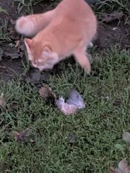 Lost Female Cat last seen Queenston, St. Catharines, ON L2R 3X3