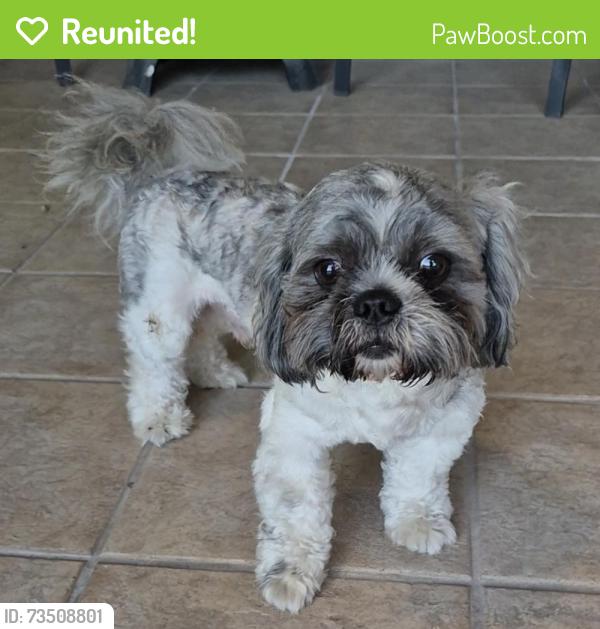 Reunited Male Dog last seen San Roman St, Mission, TX 78572