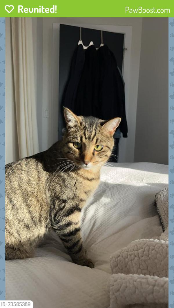 Reunited Male Cat last seen Woodbridge Drive La Salle, La Salle, MB R0G 0A2