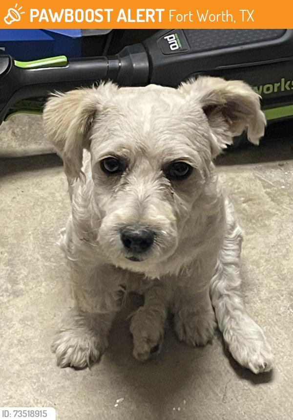 Found/Stray Male Dog last seen Circle Ridge Drive, Fort Worth, TX 76114