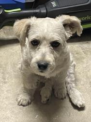 Found/Stray Male Dog last seen Circle Ridge Drive, Fort Worth, TX 76114