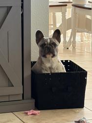 Lost Female Dog last seen Bay Colony, Dickinson, TX 77539