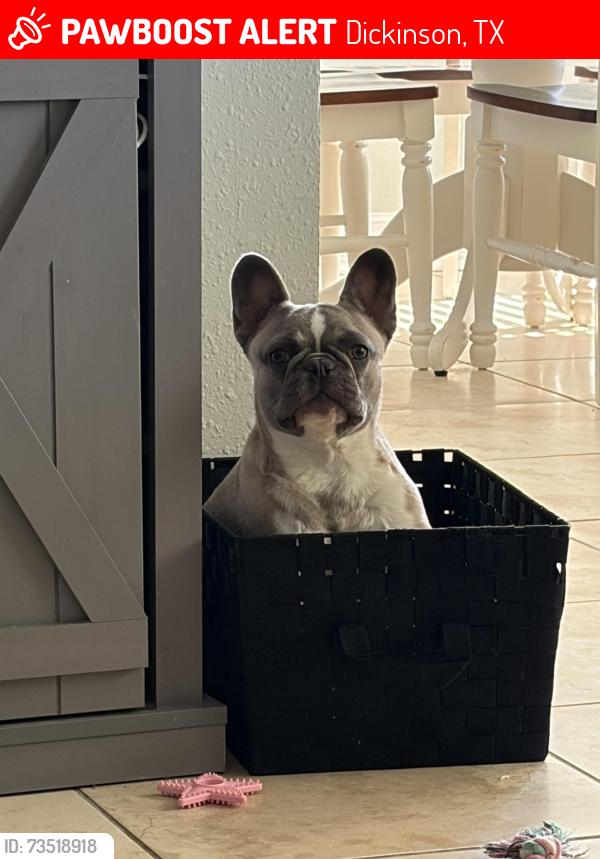 Lost Female Dog last seen Bay Colony, Dickinson, TX 77539