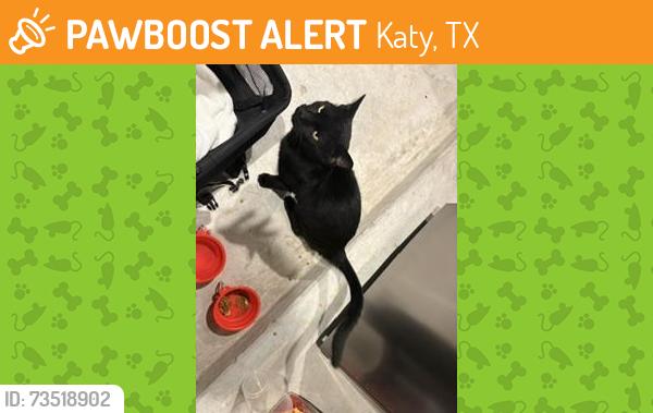 Found/Stray Male Cat last seen Sunrise Breeze Dr Bronze Vista Dr, Katy, TX 77493