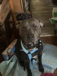 Reunited Male Dog last seen Cr 647 by the dollar general, Sumter County, FL 33513
