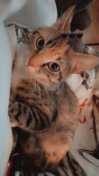 Reunited Female Cat last seen Rivermont and Library Street, Lynchburg, VA 24504