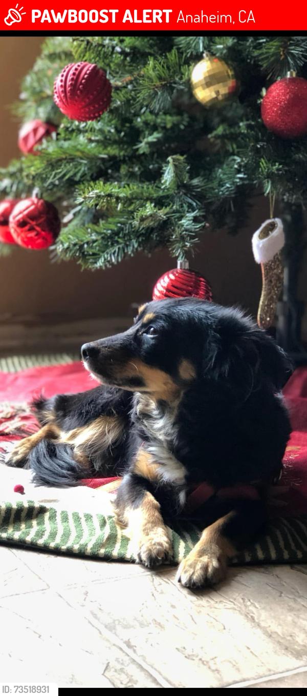 Lost Female Dog last seen Neptune pl and Beacon Ave, Anaheim, CA 92804