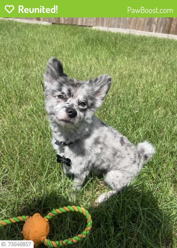 Reunited Male Dog last seen Elmtree ests Drive- Highland Creek Village, Highland Creek Village, TX 77449