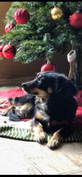 Lost Female Dog last seen Neptune pl and Beacon Ave, Anaheim, CA 92804