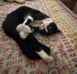 Reunited Female Cat last seen Silver gate, San Diego, CA 92106