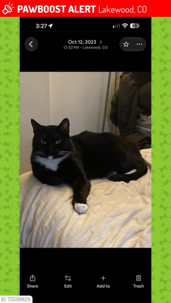 Lost Male Cat last seen Near W Tenth Ave Lakewood, CO 80214, Lakewood, CO 80214