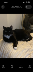 Lost Male Cat last seen Near W Tenth Ave Lakewood, CO 80214, Lakewood, CO 80214