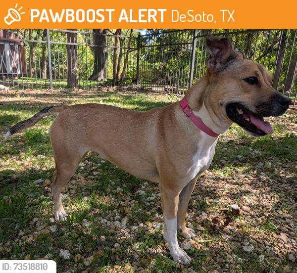 Found/Stray Female Dog last seen N Polk St & The Meadows Pkwy in DeSoto, TX, DeSoto, TX 75115