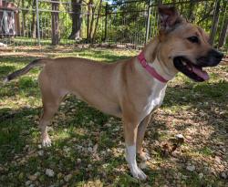 Found/Stray Female Dog last seen N Polk St & The Meadows Pkwy in DeSoto, TX, DeSoto, TX 75115