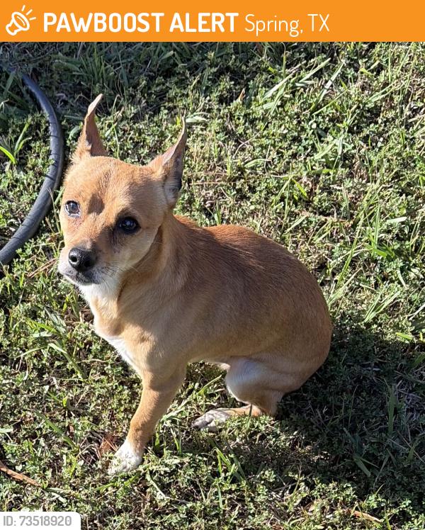 Found/Stray Male Dog last seen Bridgepoint Ln & Bridgemont Ln, Spring, TX 77388