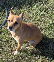 Found/Stray Male Dog last seen Bridgepoint Ln & Bridgemont Ln, Spring, TX 77388