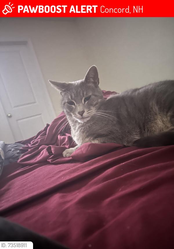 Lost Male Cat last seen Carbernet Drive & Bog Road, Concord, NH 03303